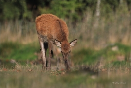 <p>JELEN LESNÍ (Cervus elaphus) obora Rumburk / Red deer / Rothirsch</p>